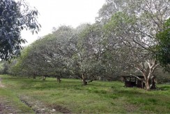 For Sale Mango Orchard and Farm Land in Carcar City